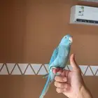 للبيع دره هولندي