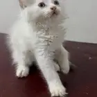 القطتين رمادي و موشو