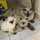 للبيع البسوس صغار نوعه هملايا