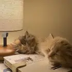 قطط شيرازي للبيع