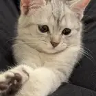 قطة للتبني مع اغراضها