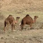 قعود لباني العمر 4 شهور الموقع دوقه سمين