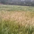 شعير عربي وحنطة (بر) جديد تصوير