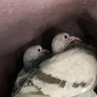 حمام فرنسي