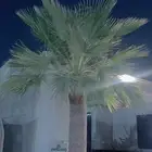 نخل واشنطني