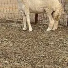 مشروع فحل أنتاج مراح فهاد براك الدعدي