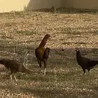 للبيع ديك وثلاث دجاج ديك مهجم اب باكستناني و ام بلادي