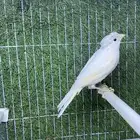 ذكر كناري تغريد