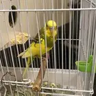 طيور باجي