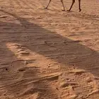 حقه شقحاء