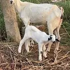 للبيع عنز منتوج