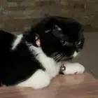 سكوتش انثى عمرها 5 شهور