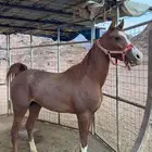 حصان عربي ورق