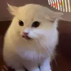 قطه شيرازيه للبيع