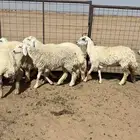 رخال جذعات