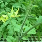 شتلات طماطم