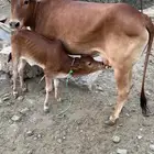 بقرتين منايح كفو