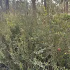 شتلات رمان مثمر