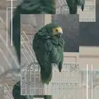أمازون بلوفرينتد جاكو متكلم