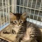 كيتن للبيع