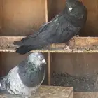 حمام العملاق