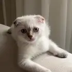 كيتن سكوتش فولد