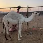 حاشي كفو