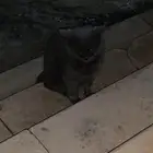 قط سكوتش فولد محتاج شخص يتبناه