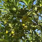 شجر ليمون ابو زهير