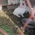 أرانب فرنسي