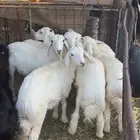 طليان