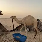 بكره للبيع