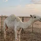 عل السوم بكرة