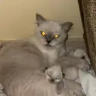 قطه هملايا مع اطفالها واغراضها كامله للبيع