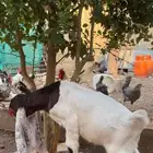 تيس هولندي داغور
