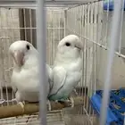 جوز روز صغار