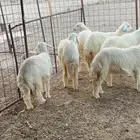 رخال حريه