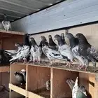 حمام باكستاني