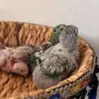 فروخ لوري سكالي