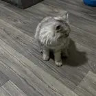 شيرازي من نوع  سيلفر shaded