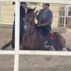 حصان فرنسي للبيع صحته شرط