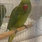 ببغاء جميل جدا