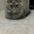 قطه لقيتها بالشارع - حي الملقا