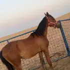 مهر عربي اصيل