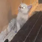 قطط هملايا