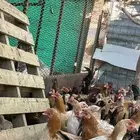 للبيع دجاج بلدي كفوو