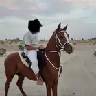 حصان شعبي