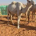 ضروبه للبيع