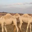 للبيع 5 قعدان