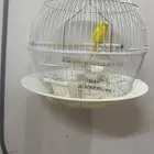 عصفورالحب واحد وعصفوران نوع اخرزيبرا
